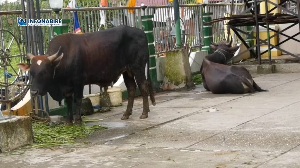 Sapi kurban Presiden Prabowo, jenis Simmental dari Legari dan Bali dari Wadio, diserahkan ke Masjid Babussalam Kalibobo Nabire