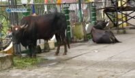 Sapi kurban Presiden Prabowo, jenis Simmental dari Legari dan Bali dari Wadio, diserahkan ke Masjid Babussalam Kalibobo Nabire