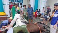 Suasana pemotongan hewan kurban di Masjid Nurul Bahri Smoker Nabire pada Idul Adha 1446 H