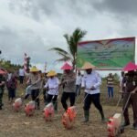 Polda Papua Tengah Gelar Penanaman Jagung Serentak Dukung Ketahanan Pangan Nasional