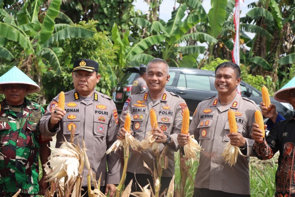 Polda Papua Tengah dan Polres Nabire Gelar Panen Raya Jagung Serentak Kuartal IV 2025