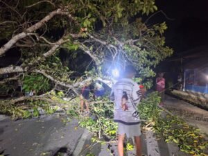 Angin Kencang Melanda Nabire, Warga Laporkan Pohon Tumbang dan Listrik Padam