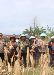 Polda Papua Tengah dan Polres Nabire Gelar Panen Raya Jagung Serentak Kuartal IV 2025