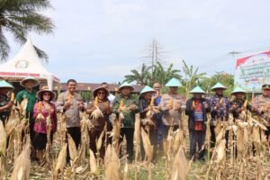 Polda Papua Tengah dan Polres Nabire Gelar Panen Raya Jagung Serentak Kuartal IV 2025