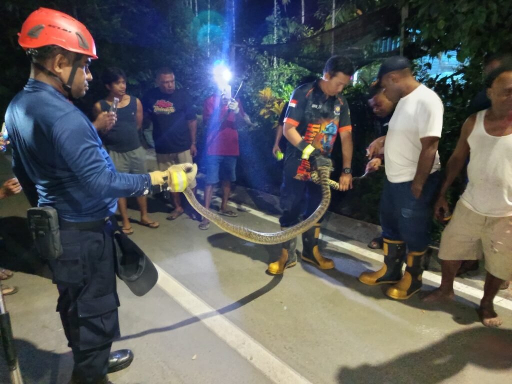 Ular Piton Mutiara Masuk Rumah Warga Di Kota Lama, Damkar Papua Tengah Turun Evakuasi