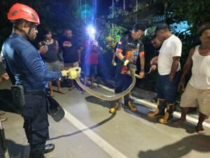 Ular Piton Mutiara Masuk Rumah Warga Di Kota Lama, Damkar Papua Tengah Turun Evakuasi