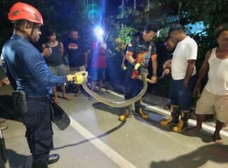 Ular Piton Mutiara Masuk Rumah Warga Di Kota Lama, Damkar Papua Tengah Turun Evakuasi
