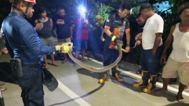 Ular Piton Mutiara Masuk Rumah Warga Di Kota Lama, Damkar Papua Tengah Turun Evakuasi