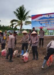Dukung Swasembada Jagung, Polda Papua Tengah Tanam Jagung Serentak di Makimi Nabire
