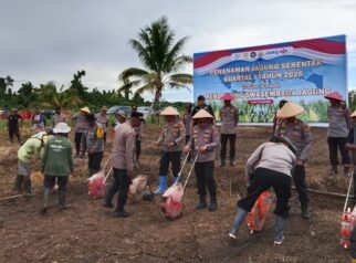 Dukung Swasembada Jagung, Polda Papua Tengah Tanam Jagung Serentak di Makimi Nabire
