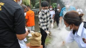 Polda Papua Tengah Musnahkan 808 Gram Ganja, Warga PNG dan Pemuda Nabire Ditangkap