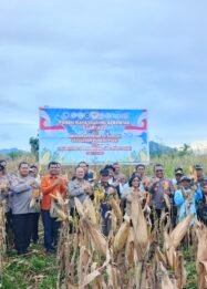 Polda Papua Tengah Panen Raya Jagung di Nabire, Dukung Swasembada Pangan 2026