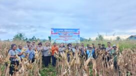 Polda Papua Tengah Panen Raya Jagung di Nabire, Dukung Swasembada Pangan 2026