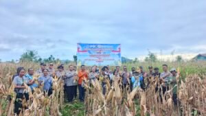 Polda Papua Tengah Panen Raya Jagung di Nabire, Dukung Swasembada Pangan 2026