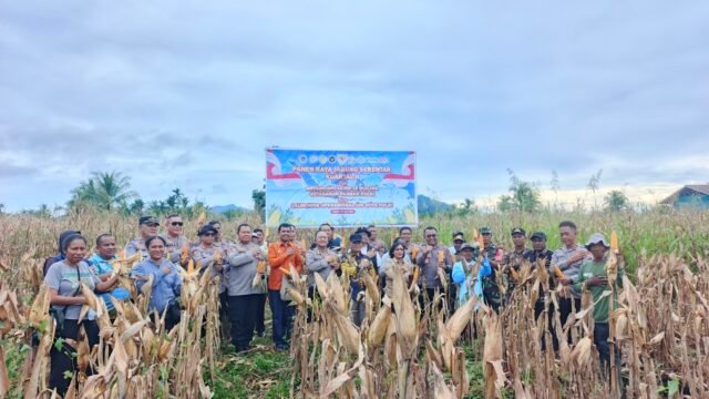 Polda Papua Tengah Panen Raya Jagung di Nabire, Dukung Swasembada Pangan 2026