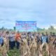 Polda Papua Tengah Panen Raya Jagung di Nabire, Dukung Swasembada Pangan 2026