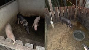 Bantuan Ternak Dorong Kemandirian dan Pemberdayaan Masyarakat Adat