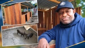 Kepala Suku Besar Meepago Apresiasi Bantuan Usaha Ternak Babi dari Pemerintah Pusat