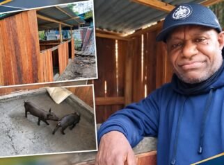 Kepala Suku Besar Meepago Apresiasi Bantuan Usaha Ternak Babi dari Pemerintah Pusat