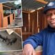 Kepala Suku Besar Meepago Apresiasi Bantuan Usaha Ternak Babi dari Pemerintah Pusat